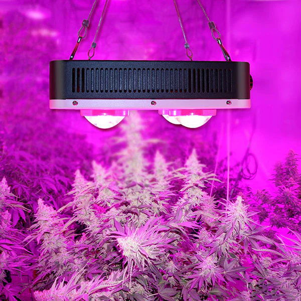 COB LED grow lights